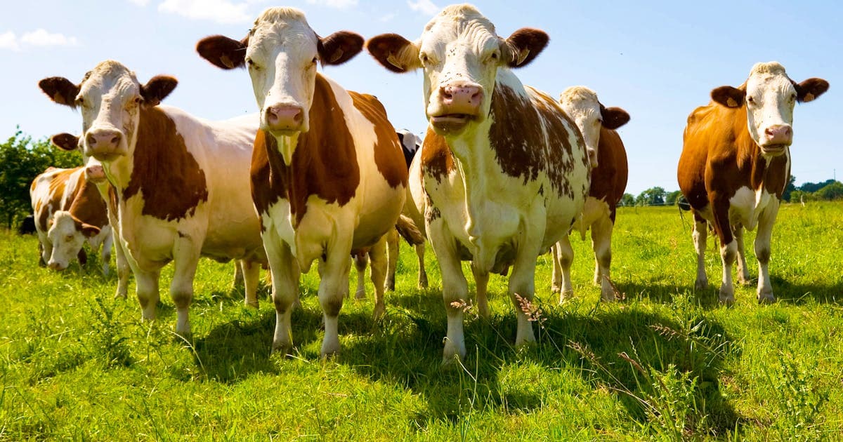 Alpes: la reconstitution des troupeaux après l'épizootie