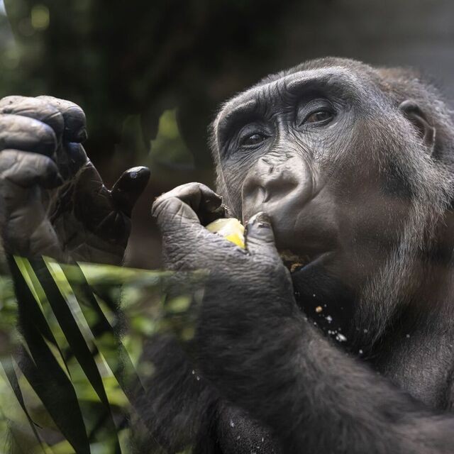 Zoo de Zurich : un plan directeur ambitieux pour 2050