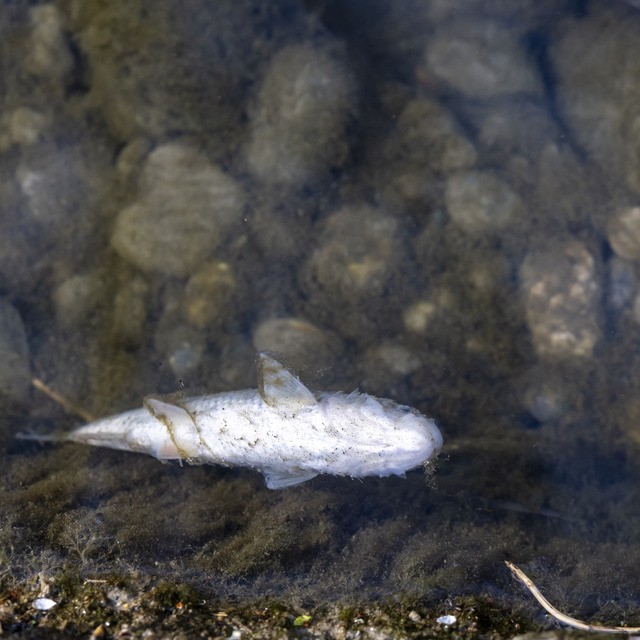 Sécheresse en Suisse : des millions de poissons menacés, la Fédération de pêche envisage une initiative