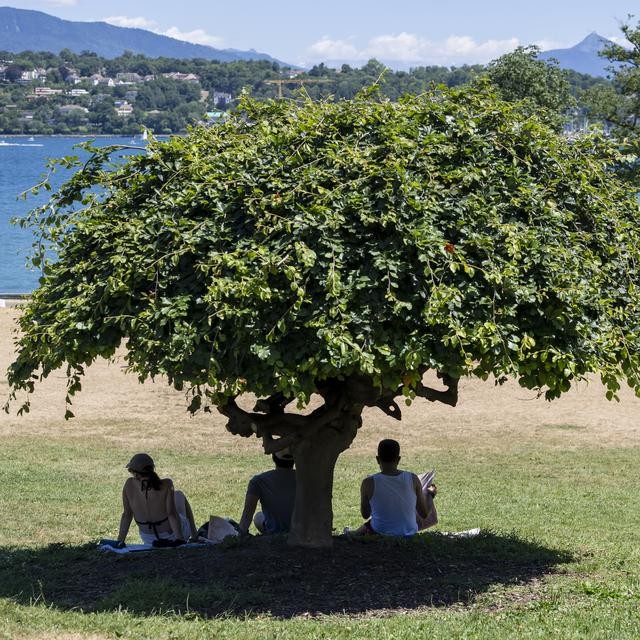 Canicules à Genève : l'ombre, un marqueur d'inégalités