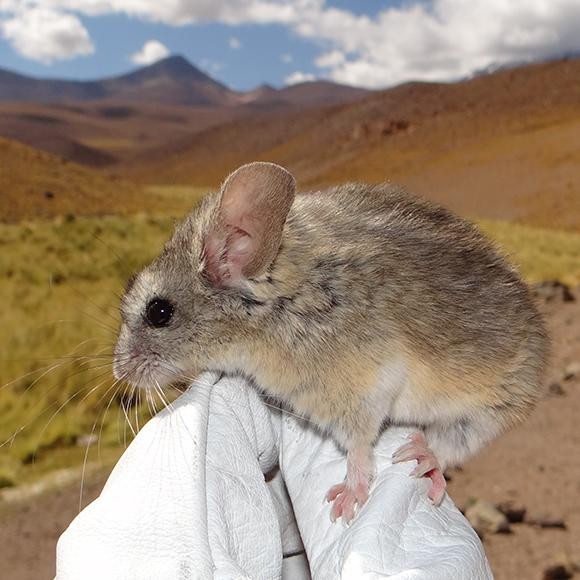 Souris des Andes: un record d'altitude qui défie la science