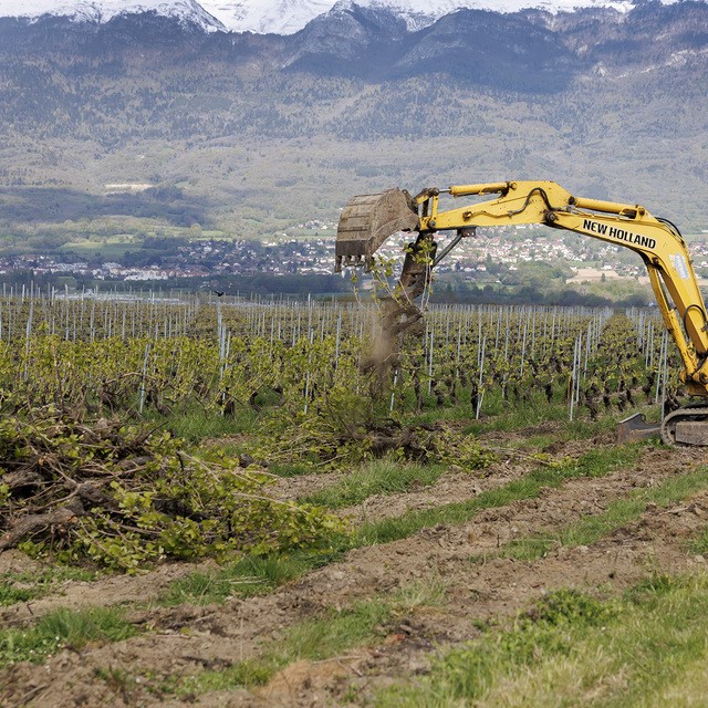 Viticulture romande : une crise historique pousse les vignerons à arracher leurs vignes